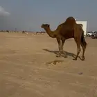 بعير ساحلي رباع