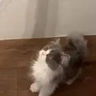 قط للبيع
