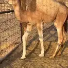 قعدان للبيع كفو فل مغلقه بلديه التواصل اتصال