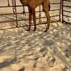 حوار ضيار اصفر