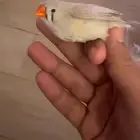اصحاب الخبره ذكر او انثى