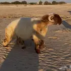 جذع نعيم صنف
