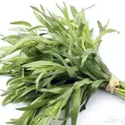 حبق ودوش وإكليل الجبل وميرميه طازه وجاف