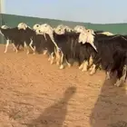 مراح نجد نوادر