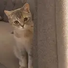 قط ذكر سكوتش بريتش