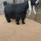 للبيع معزا عوارض صنف الصنف