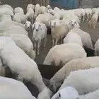 رخال العدد 230