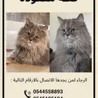 قطه مفقوده بحي النبلاء