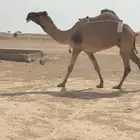 عشراء معه قعود