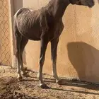 مهر شعبي على اب شعبي وام شعبيه الطول ست بلوكات ونص والعمرسنه