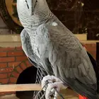 ببغاء كاسكو