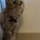 قط شيرازي مكس