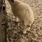 رخل
