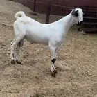 مشروع بيشي صنف الصنف