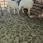 للبيع بهم حريات الموقع قريه العلياء