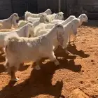 جفرات عوارض بيض بفحلها خصم تم البيع
