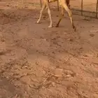 بكره للبيع