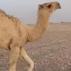للبيع بكرة شقح طيب