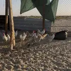 دجاج فيوم المنيوم بيور