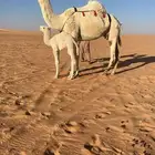 خلفة طيبة و لدها كفو