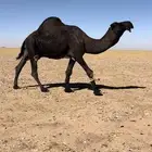 بعير وانتاجه للبيع