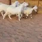 معزاء مشاريك مصرري طيبه