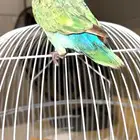 عصفور روز للبيع
