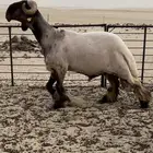 فحل صنف فاخر