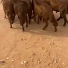 سواكن مرابي طيبة العدد 10