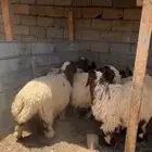 رخال نعيميات طيبات