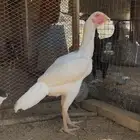 دجاج سندي