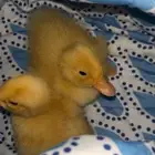 بطه