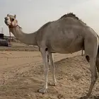 هجن