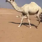 بكرة كفوو واطيب من التصوير