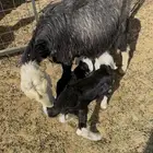 نعجه متاومه