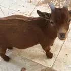 تيس قزم