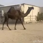 سودانيه لقحه كنانيه