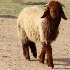خروف نعيمي للبيع