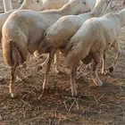 خرفان ذبايح بلدي