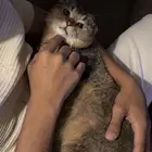 قط سكوتش للبيع