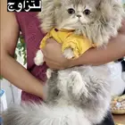 منشكن لتزاوج