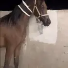 مهره واهو