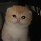 قطه سكوتش أنثى للبيع