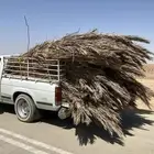 سعف نخل للبيع