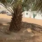 نخل للبيع