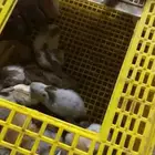 فطام ارانب للبيع جميع الالوان بالرياض