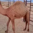 قعدان بريه للبيع