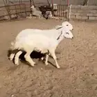 4 طليان مناسبات
