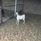 تيس