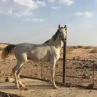 فرس شعبيه